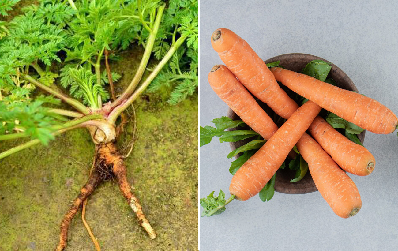 Окультурення значно їх змінило: як раніше виглядали популярні овочі й фрукти (відео)